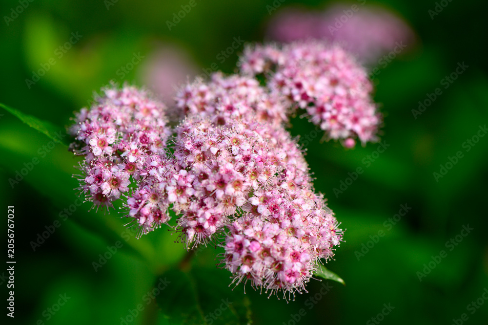 Obraz premium Japanese spirea Spiraea japonica likely Little Princess cultivar with dense clusters of small pink flowers