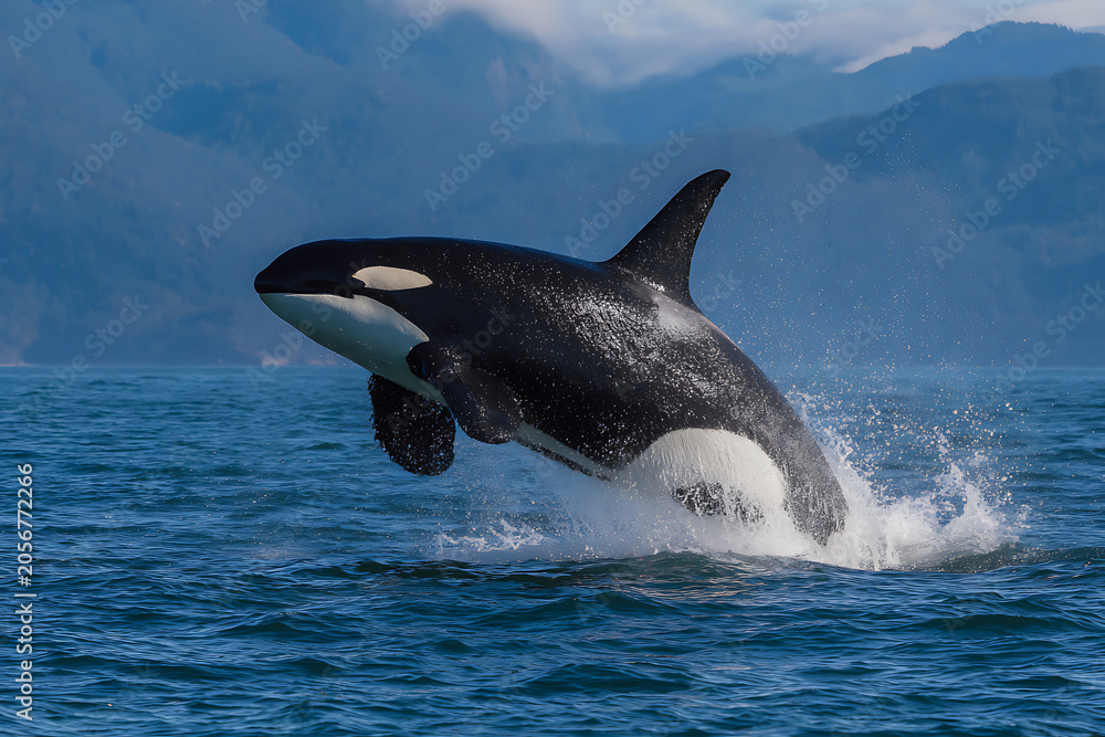 Naklejka premium Orca whale breaching the ocean surface with dramatic splash and spray.