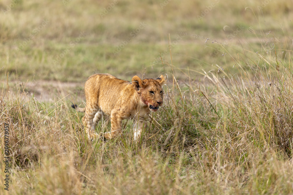 Fototapeta premium Lion cub walks through savannah grass with its mouth open - Masai Mara National Reserve, Kenya, African wildlife safari photography