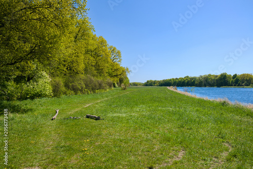 landscape with trees and grass