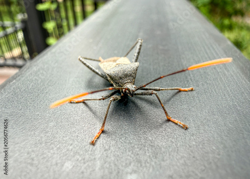 Leaf-Footed Bug Crossing a Deck Railing in Shallow Focus