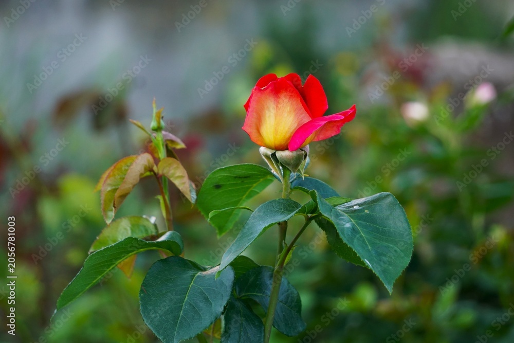 Fototapeta premium Detailed close-up of a colorful multiflora rose bud