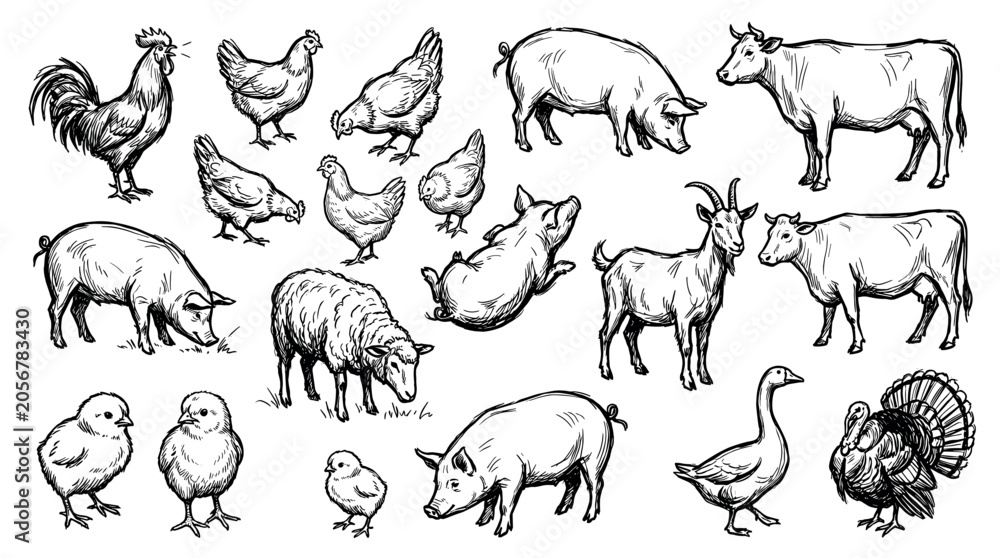 Obraz premium Various black and white farm animals, including pigs, chickens, cows, and a rooster, are depicted in a hand-drawn sketch style on a clean white background