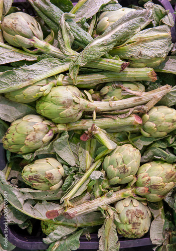 Fresh artichokes, Navarre, Spain