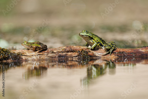 Green frog in the water in its natural environment looking for food