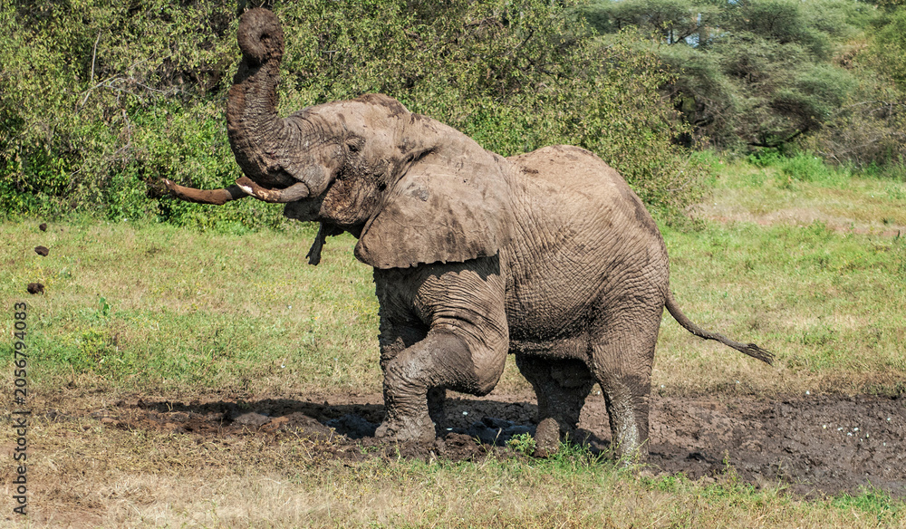 Fototapeta premium African Elephant Standing in Mud Hole
