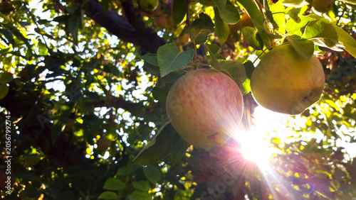 Fotografie Sunlight Filtering Through Orchard Tree with Ripening Yellow and Red Apples at G
