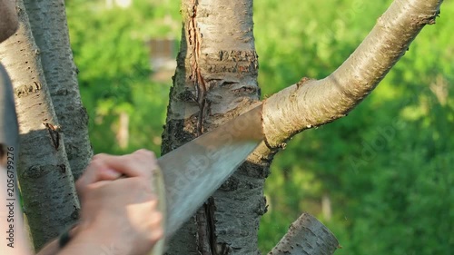 A man cutting a tree branch with a handsaw, close-up