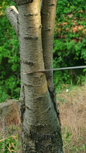 Close-up of a man cutting a tree branch with a handsaw