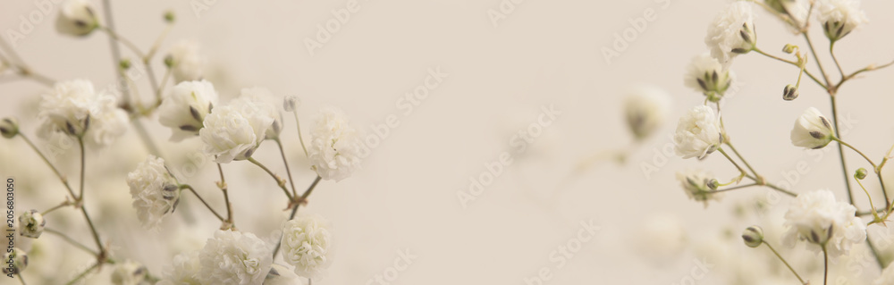 Fototapeta premium Smoke selective soft focus cream beige white Gypsophila Flower. Natural blur light horizontal background.