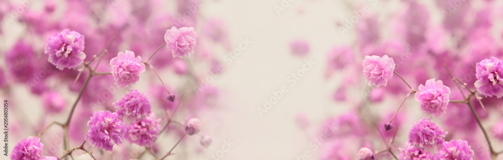 Fototapeta premium Smoke selective soft focus lilac, pink Gypsophila Flower. Natural blur light beige horizontal background.