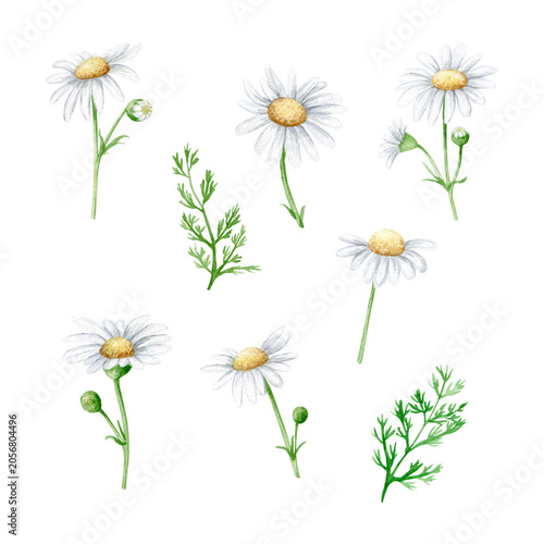 Field chamomile flowers, buds and green leaves watercolor isolated illustration set. Hand drawn botanical blooming plant clipart for summer floral designs. Realistic detailed drawing.