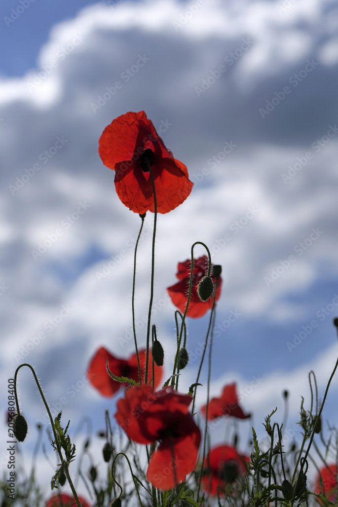 Obraz premium Red poppies blooming under blue sky with clouds