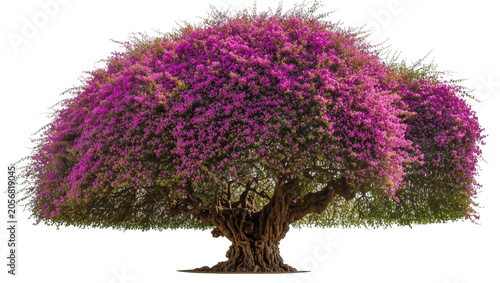 Fotografie Isolated magnificent bougainvillea tree with vibrant pink purple flowers and lus