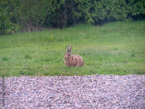 Brown hare, Lepus europaeus, in a grass meadow