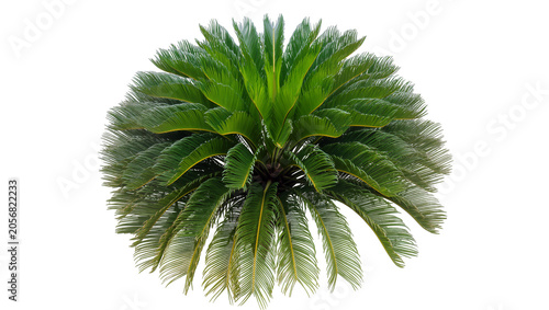 Quadro su tela Isolated lush green sago palm, tropical ornamental plant, botanical garden folia