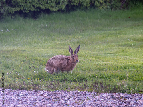 Brown hare, Lepus europaeus, in a grass meadow