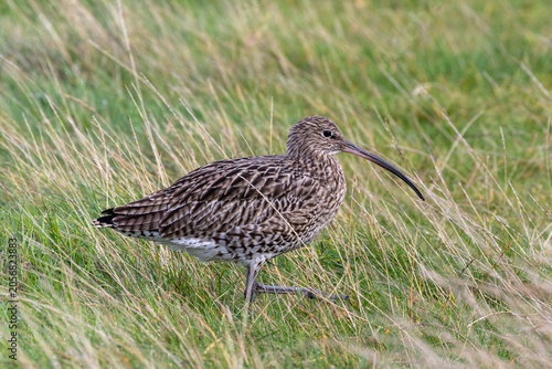 Sticker Curlew in Meadow Grass