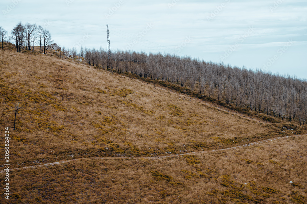 Fototapeta premium Telephoto Camino de Santiago landscape with burned plantation trees on a dry hillside, footpath, power line tower and sparse grass after wildfire