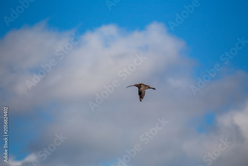 Photography Curlew in Flight Against Blue Sky