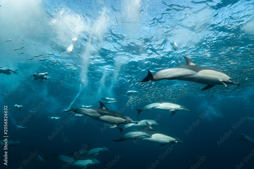 Obraz premium Common dolphins (Delphinus delphis) and Cape gannets (Morus capensis) hunt sardines concentrated in a bait ball during the annual Sardine Run off the Wild Coast of South Africa.