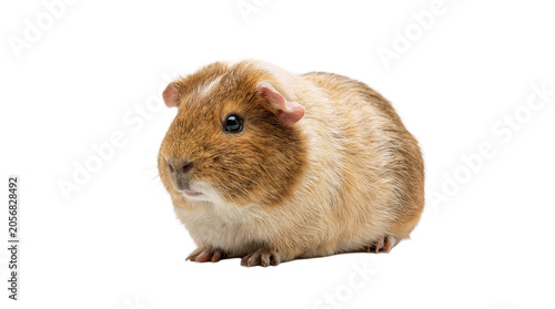 guinea pig on white background