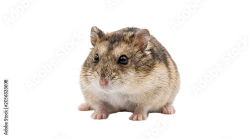 hamster on white background