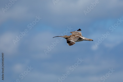 Photography Curlew in Flight, Wings Raised