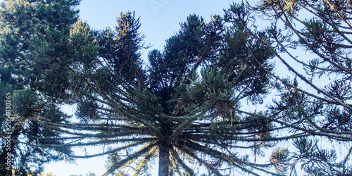 The Araucaria, scientifically known as Araucaria angustifolia, is a coniferous tree, a symbol of the Southern region of Brazil, also known as Paraná pine, in Curitiba, PR, in southern Brazil.