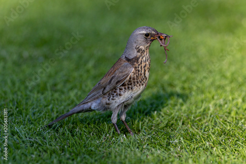 Fieldfare on the grass