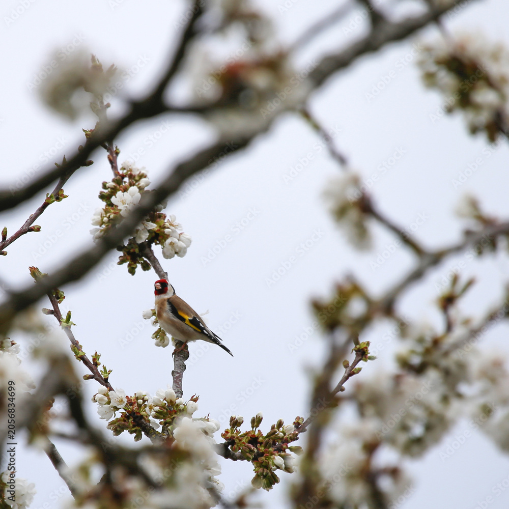 Obraz premium chardonneret sur fleurs de cerisiers 