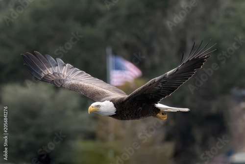 Quadro em tela American bald eagle in flight with American Flag in background