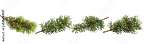 Obraz na plátně Isolated pine tree branches set, realistic green spruce twigs with small brown c