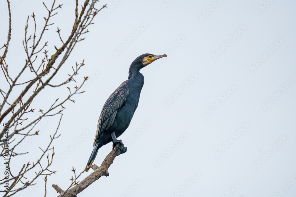 Obraz premium A large black Great Cormorant (Phalacrocorax carbo) perched on a bare winter tree branch, looking to the right against a pale sky backdrop in Austria.⁠