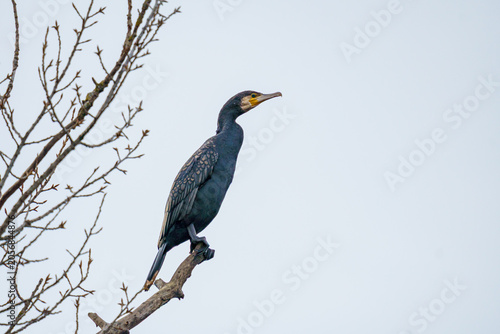 Photos A large black Great Cormorant (Phalacrocorax carbo) perched on a bare winter tree branch, looking to the right against a pale sky backdrop in Austria