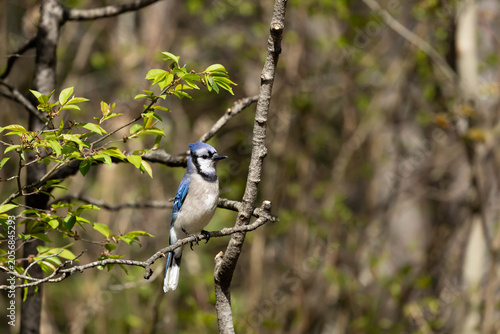 Blue jay perched in a tree 
