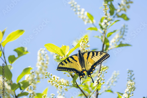 Swallowtail butterfly with its wings spread on a white flower against a blue sky 