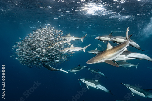 Tableau sur toile Bronze whaler sharks (Carcharhinus brachyurus) and common dolphins (Delphinus delphis) hunt around a dense sardine bait ball during the annual Sardine Run off South Africa