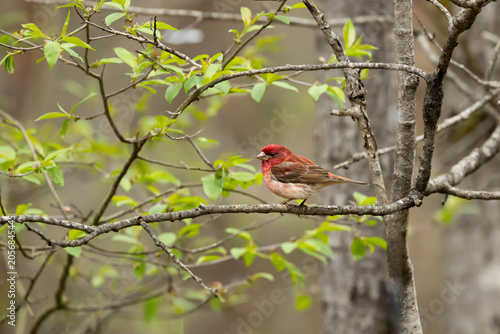 Male purple finch perched on a small branch 
