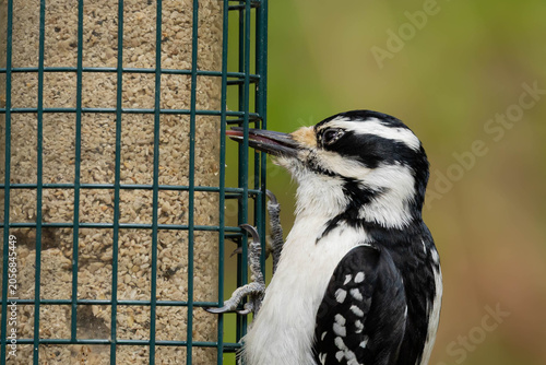 Hairy woodpecker sticking its long tongue into a bird feeder 
