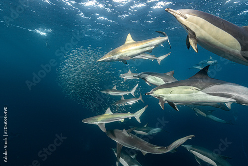 Bild auf Leinwand Bronze whaler sharks (Carcharhinus brachyurus) and common dolphins (Delphinus delphis) hunt around a dense sardine bait ball during the annual Sardine Run off South Africa