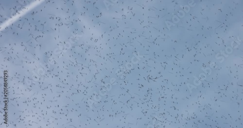 Mosquito swarm at summer in the sky