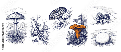 Konstfotografi Mushroom illustration vintage sketch set featuring detailed botanical drawings of wild forest fungi, orange chanterelle, amanita, morels, and puffball in a retro engraved line art style on white