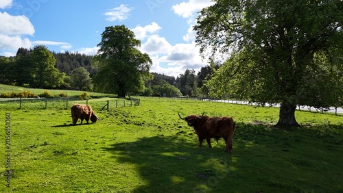 Vászonkép Beautiful long-haired Highland coo grazing in a vibrant sunny meadow with trees