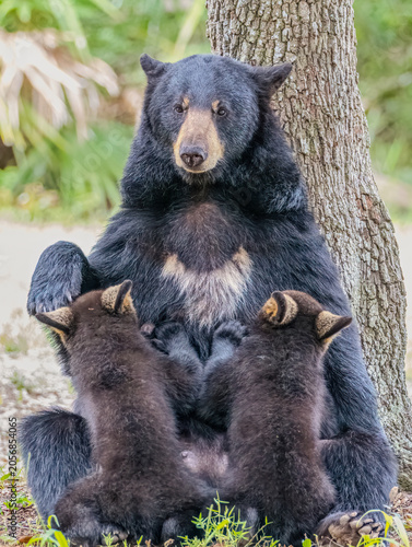Obraz na plátně Mother Black Bear nursing two cubs