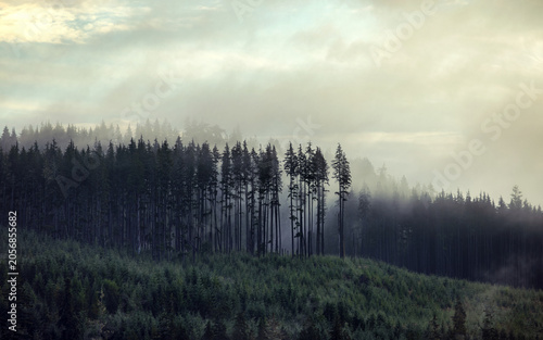 Foggy forest landscape with coniferous trees in mist