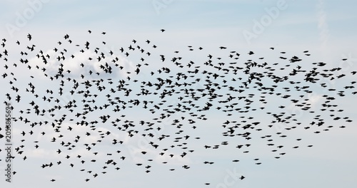 Gathering of individual birds to forage