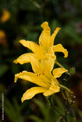 Close Up Of Two Yellow Lilies_MG_0324 