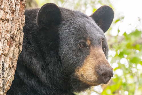 Fotografía black bear in the forest