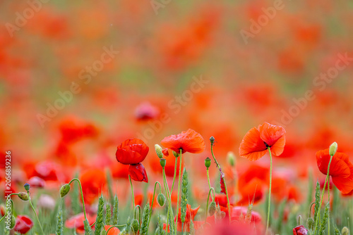 Poppy Fields in Denmark, Europe